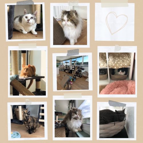 la patoune2